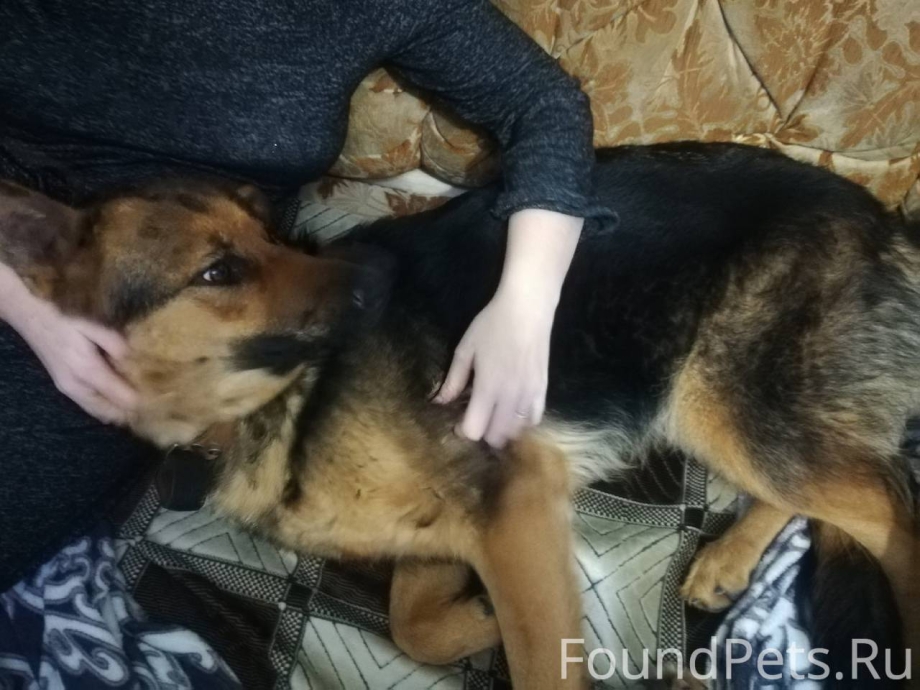 Овчарка убегает из дома
