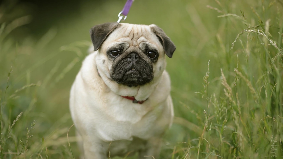 Порода собак Мопс щенки