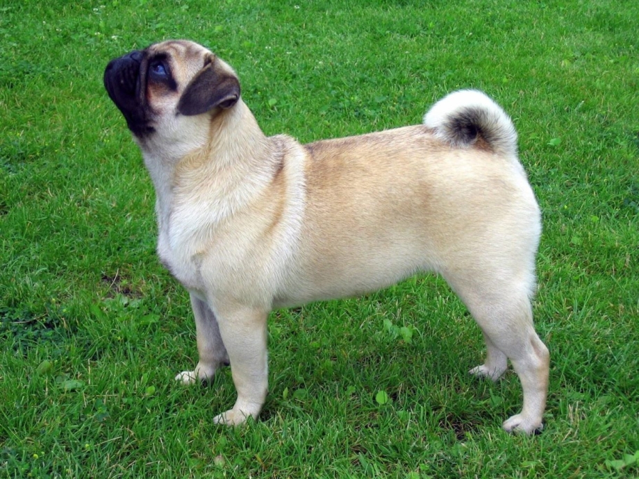 О любопытном МОПСЕ