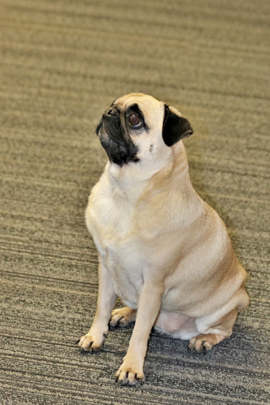 Мопс щенок стоя