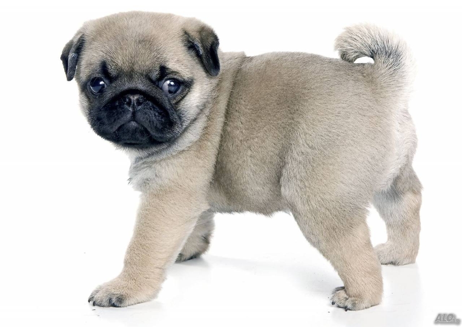 Мопс на белом фоне