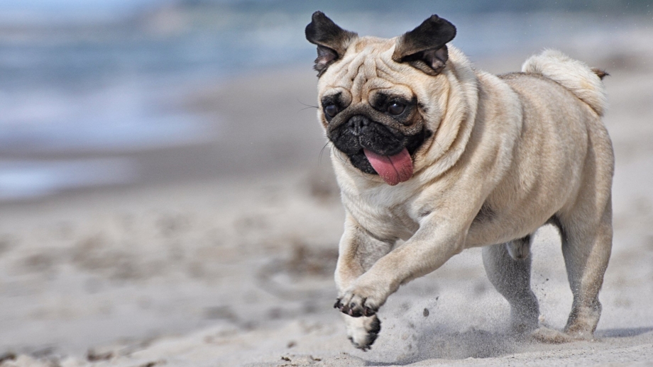 Мопс вид сбоку