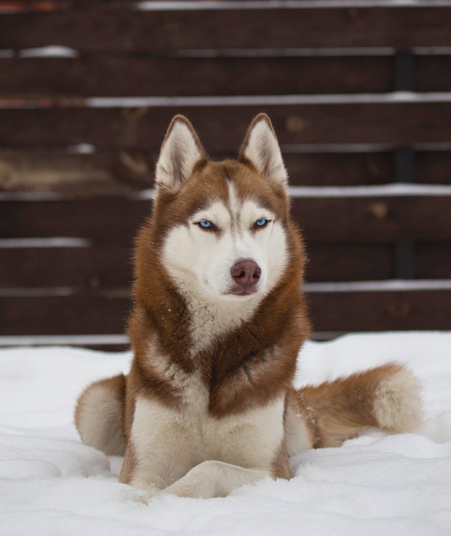 Хаски Siberian