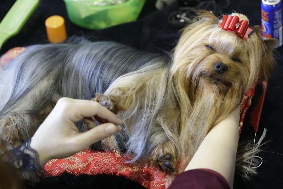 Yorkshire Terrier show