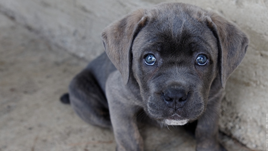 Cane Corso Puppy