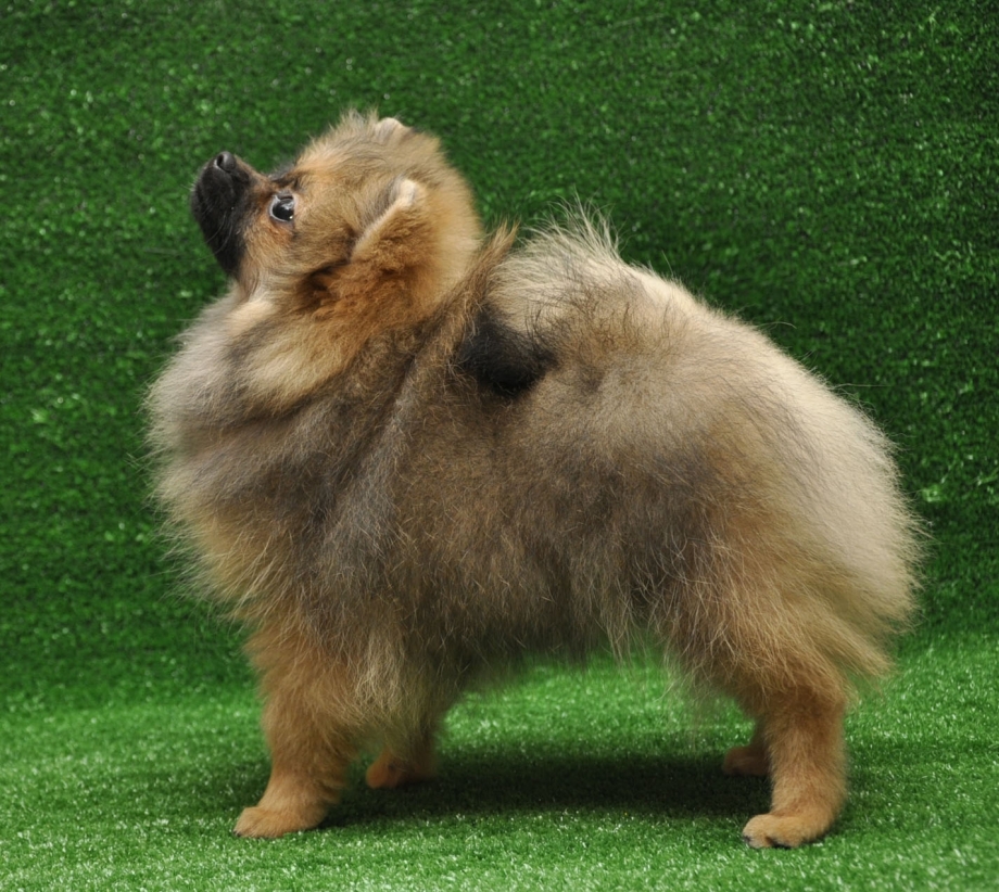 Яркий оранж шпиц