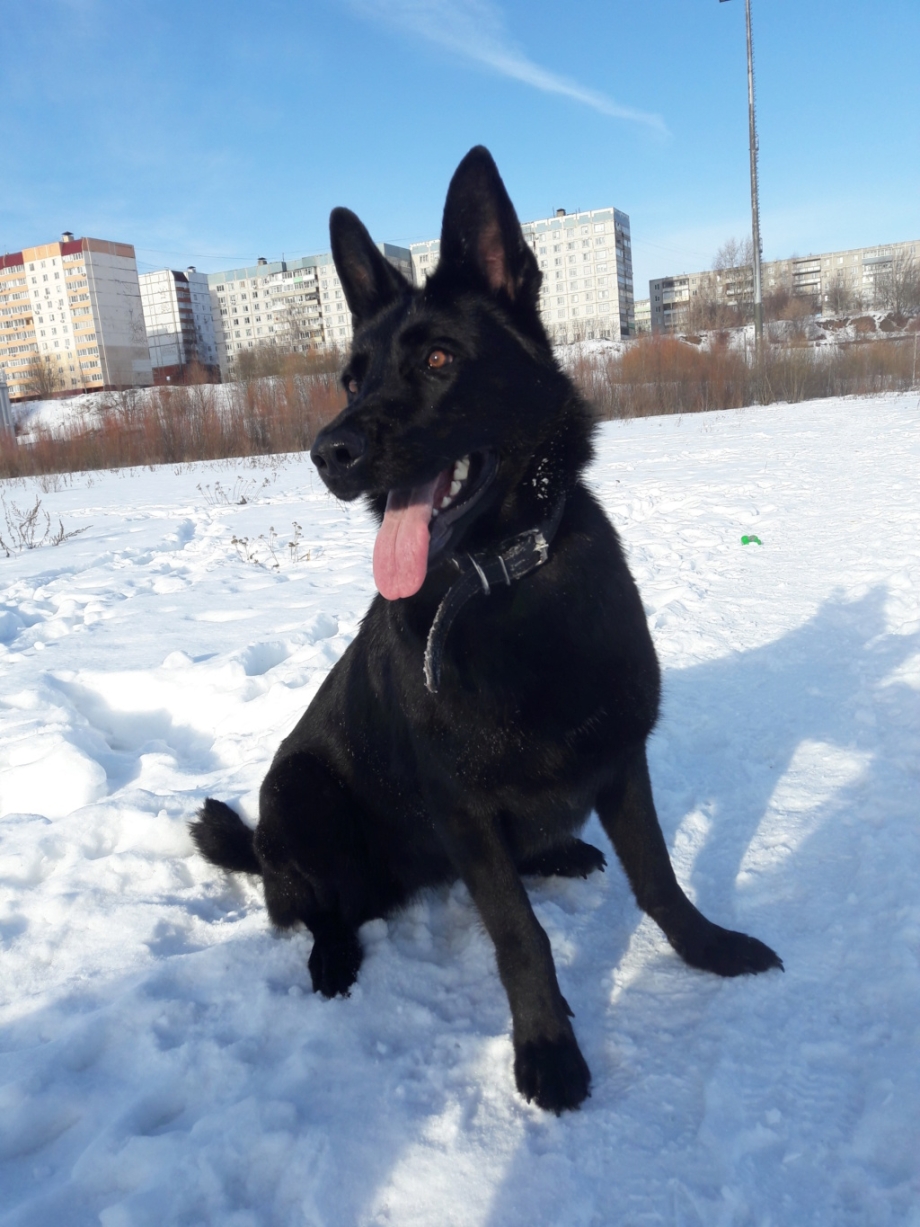 Восточно-европейская овчарка