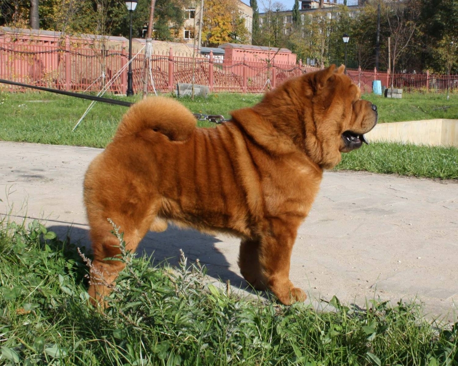 Чау чау смуф щенки