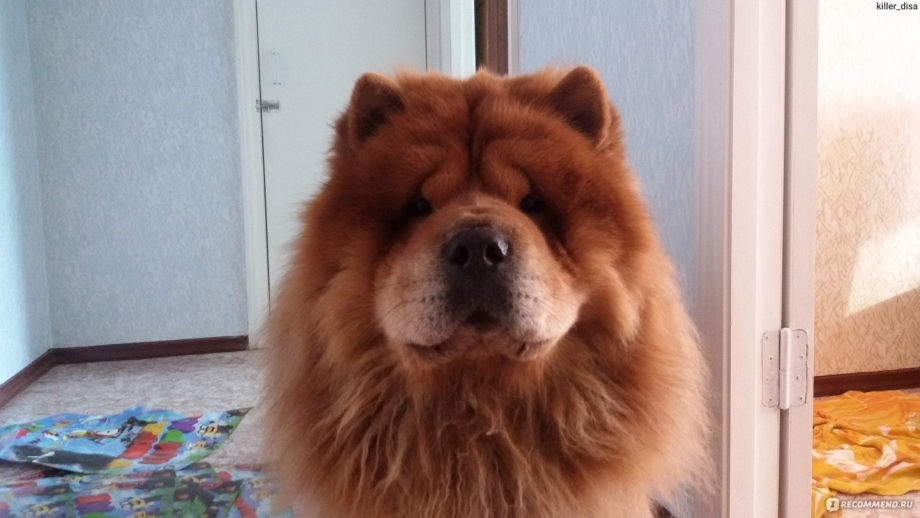 Собака чау чау Еся