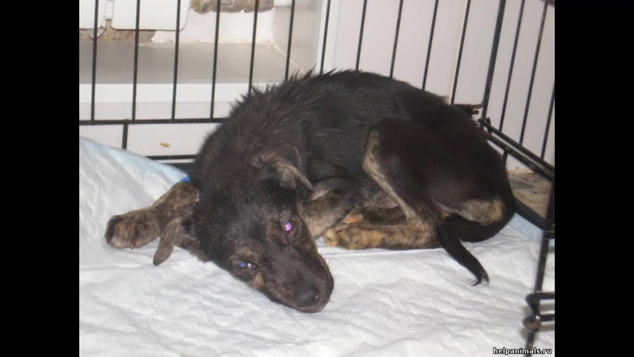 Distemper in Cats Symptoms and treatment