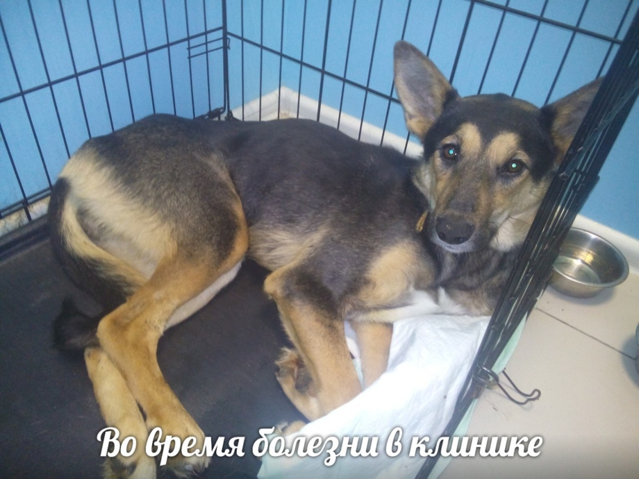Девушка рожает от собаки
