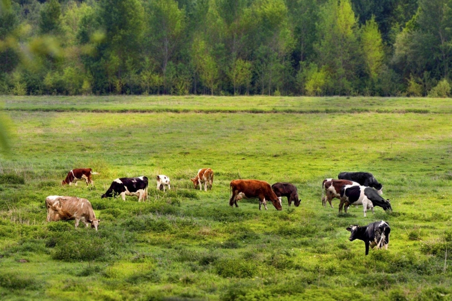 Корова спит