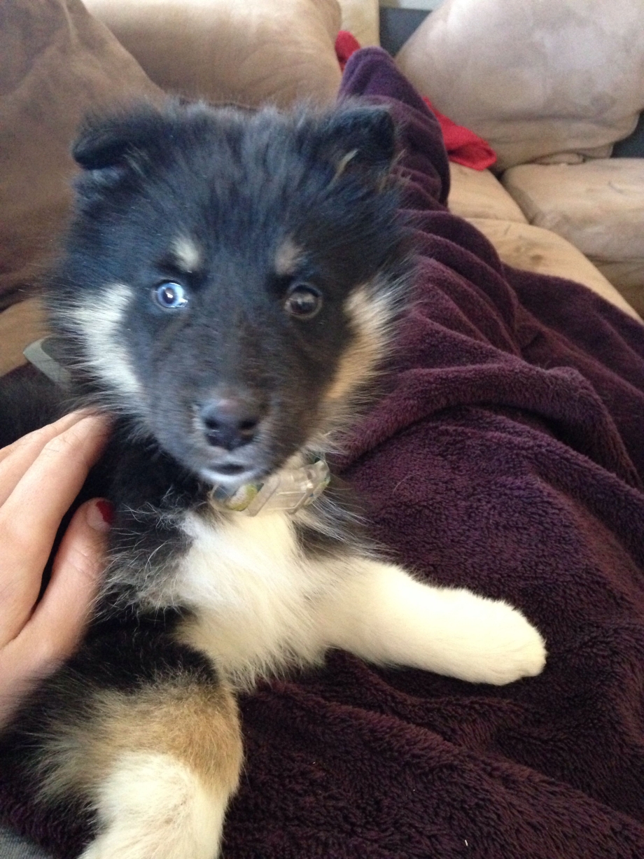 Gerberian Shepsky