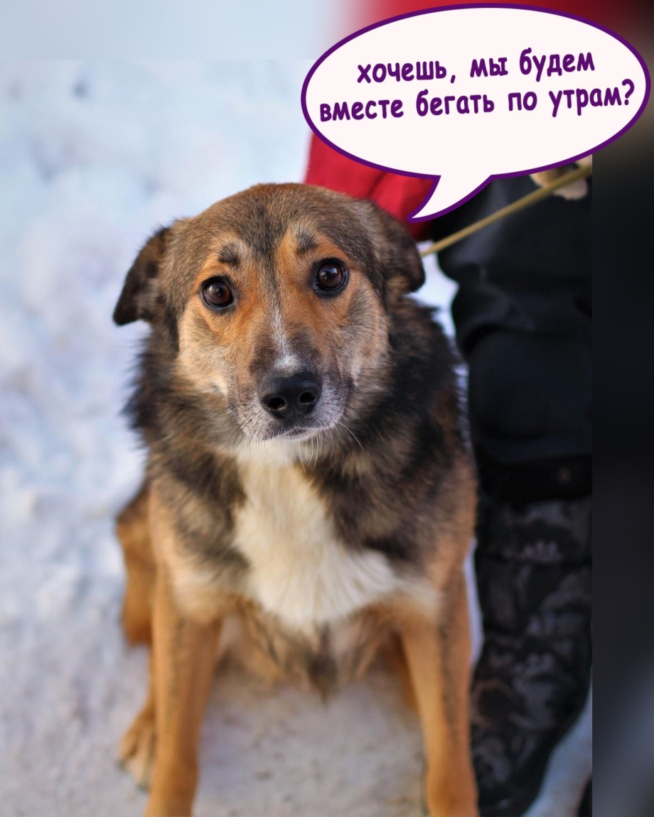 Виды пород собак