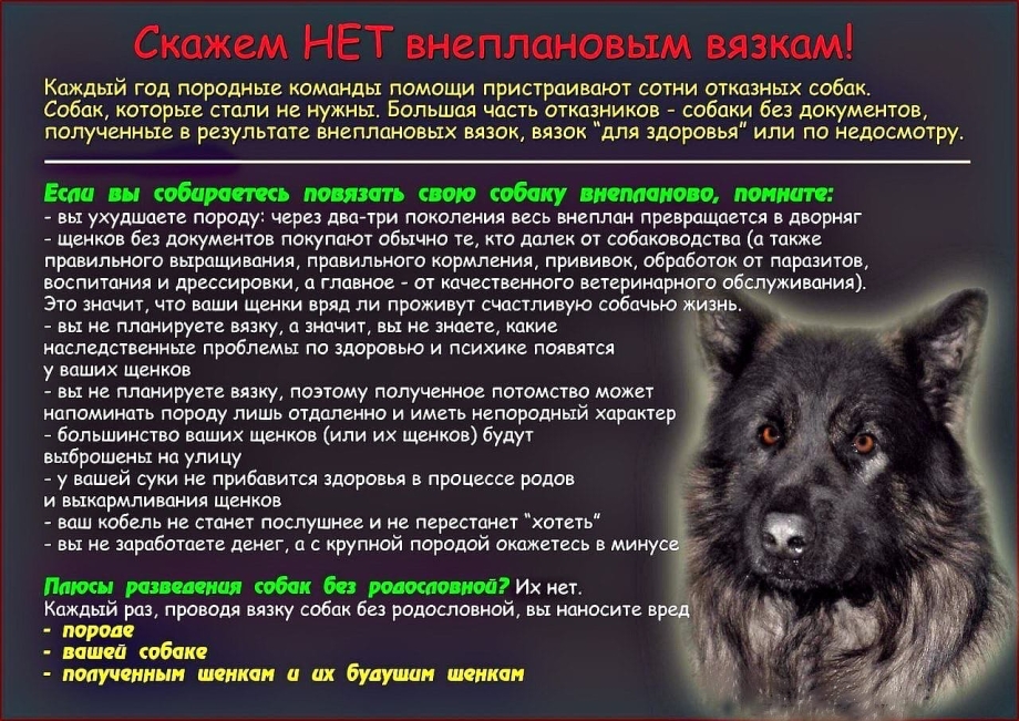 План разведения собак