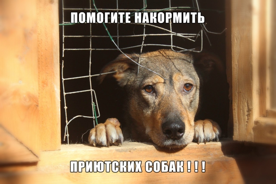 Помогите накормить бездомных животных