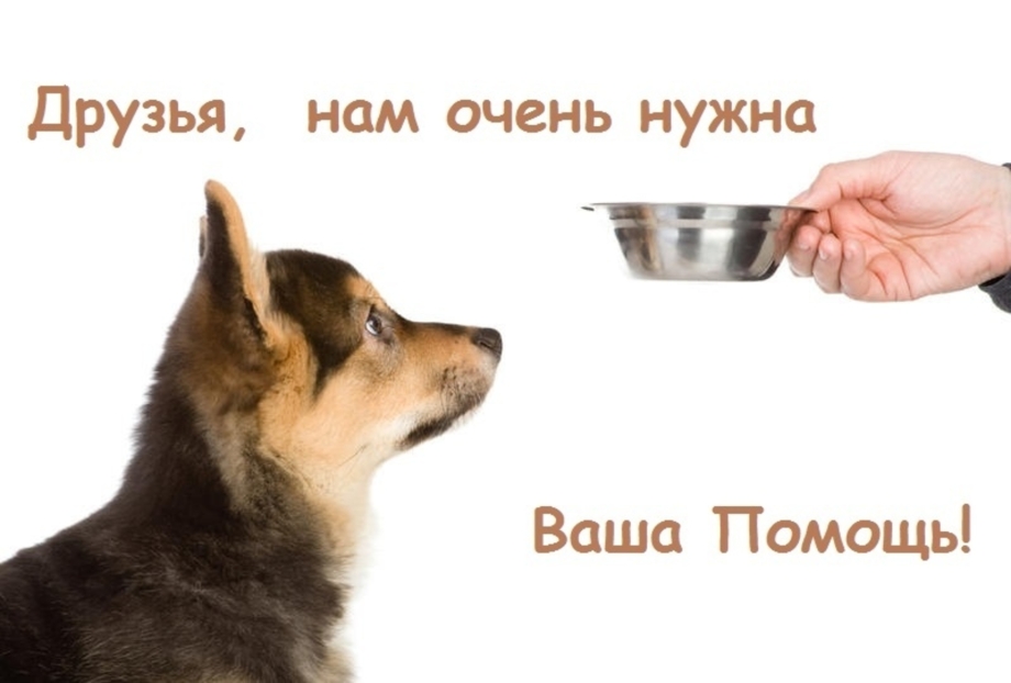 Щенки кушают из миски