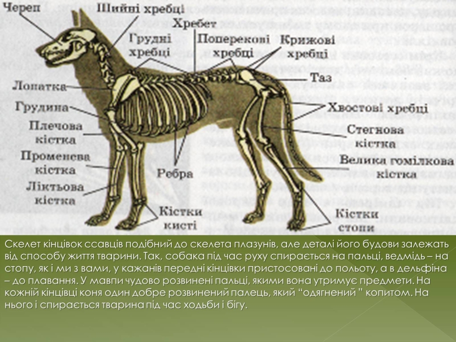 Скелет собаки рисунок биология 7 класс