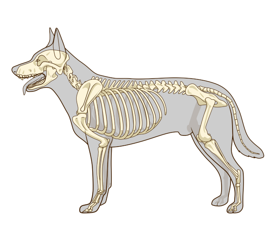 Собака строение. Скелет собаки немецкой овчарки. Скелет собаки анатомия костей. Строение скелета немецкой овчарки. Анатомия собаки Ветеринария скелет.