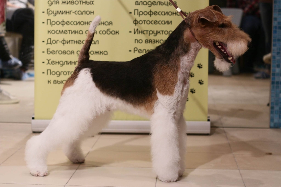Вельштерьер трехцветный