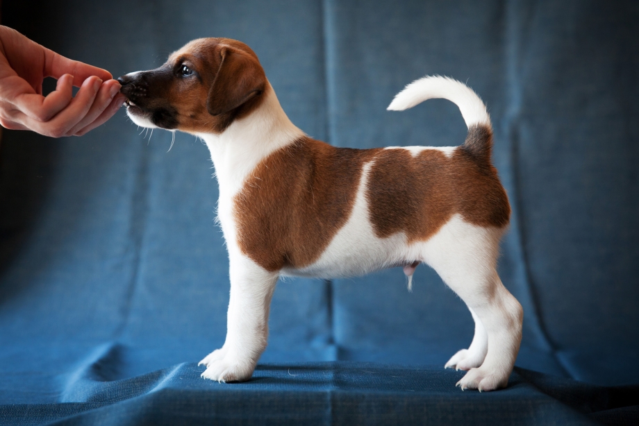 Fox Terrier гладкошерстный