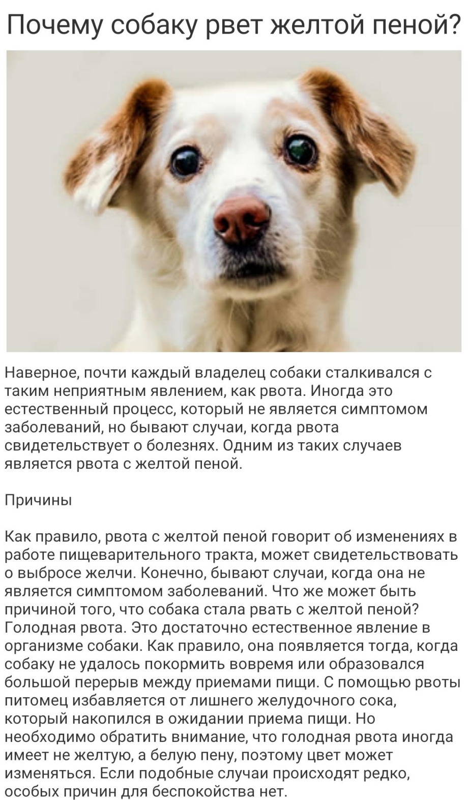 Собака болеет