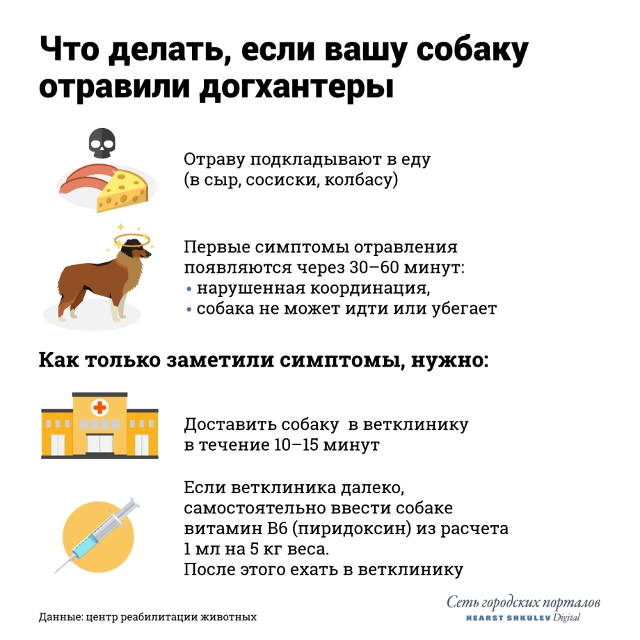 Немецкая овчарка Квазимодо