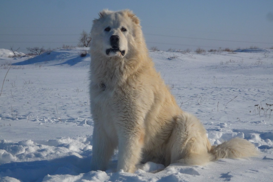 Кавказский алабай