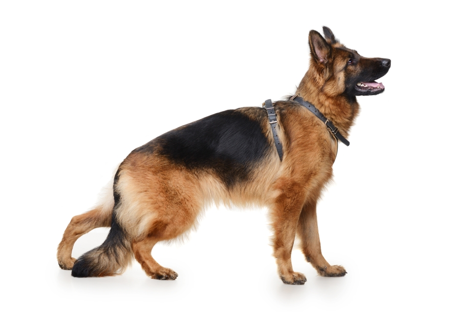 German Shepherd немецкая овчарка