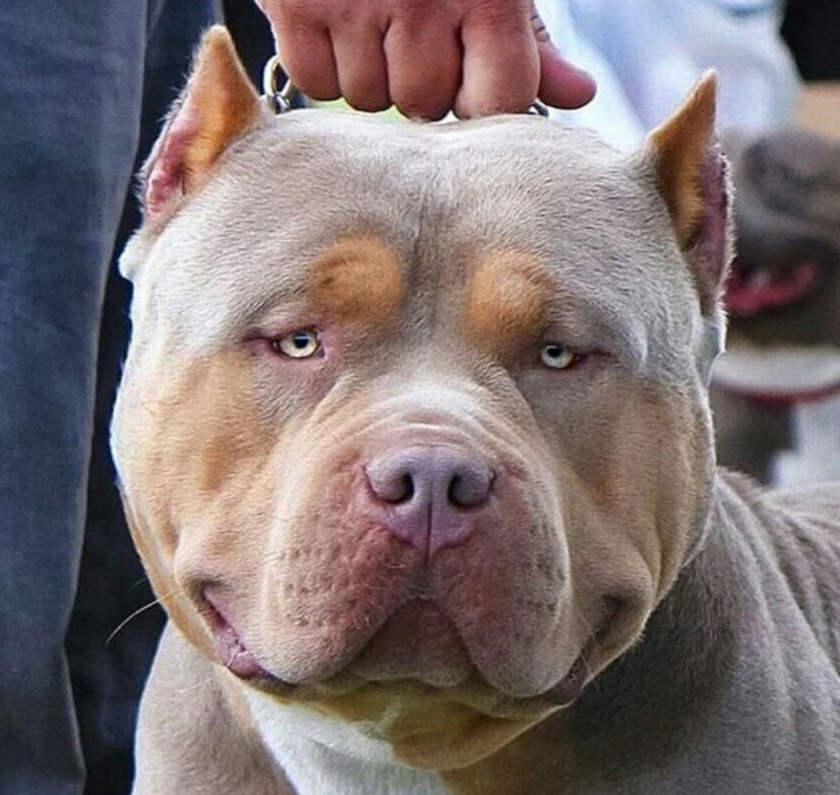 Булли оскал
