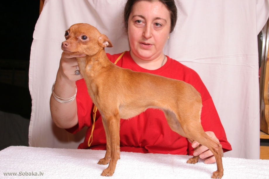 Собака русский той