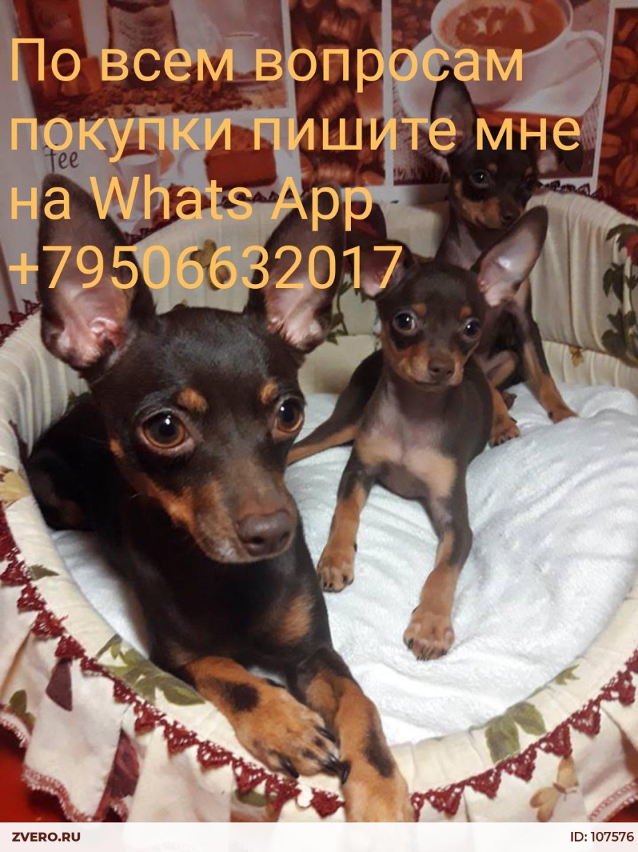 Той терьер