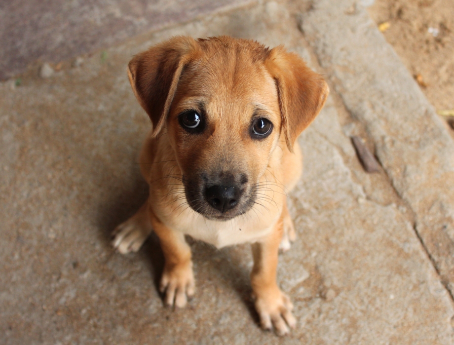 Pets Sad