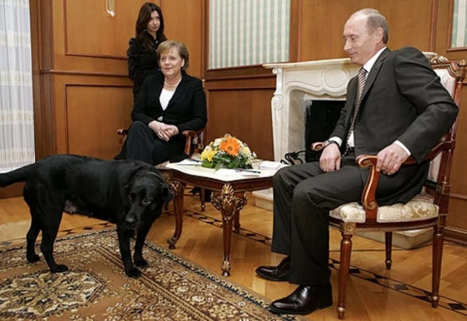 Конни собака президента