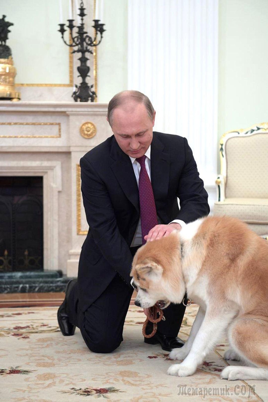 Овчарки президента Америки Байдена