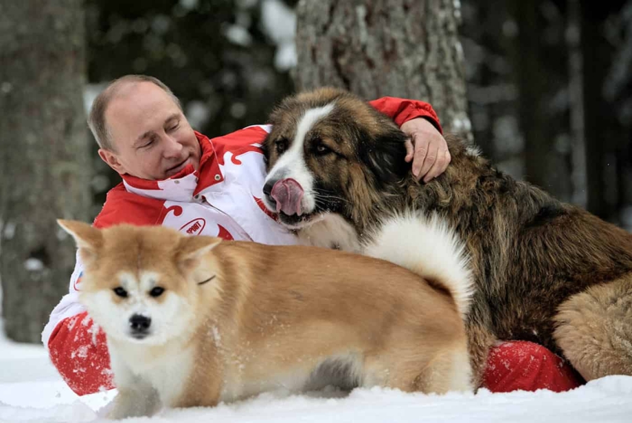 Собаки Путина алабай