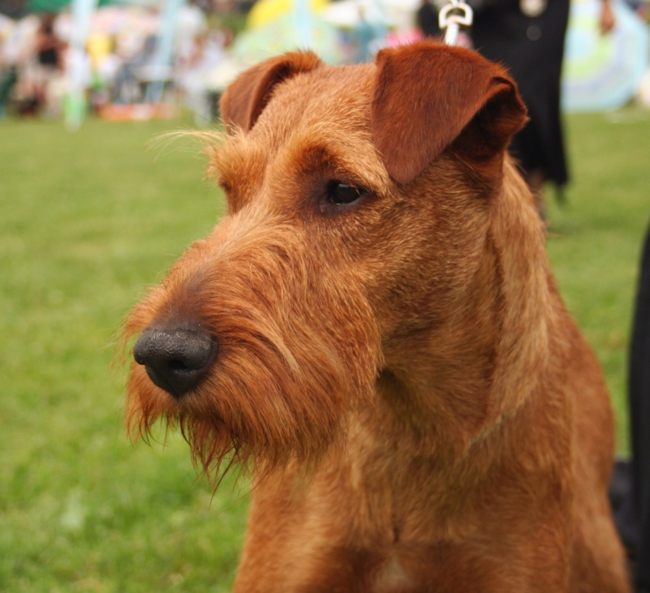 Ирландский терьер Irish Terrier