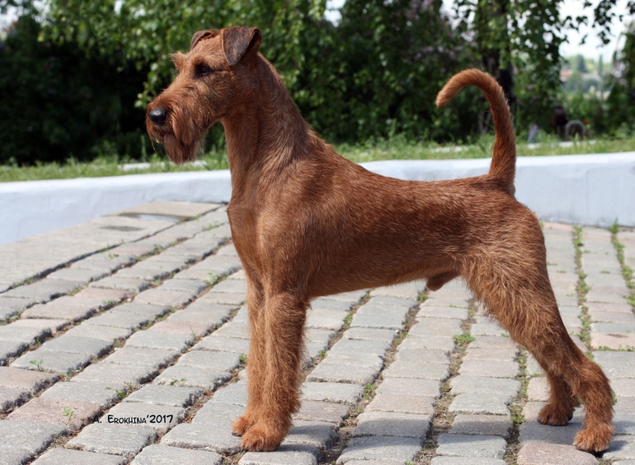 Ирландский терьер Irish Terrier