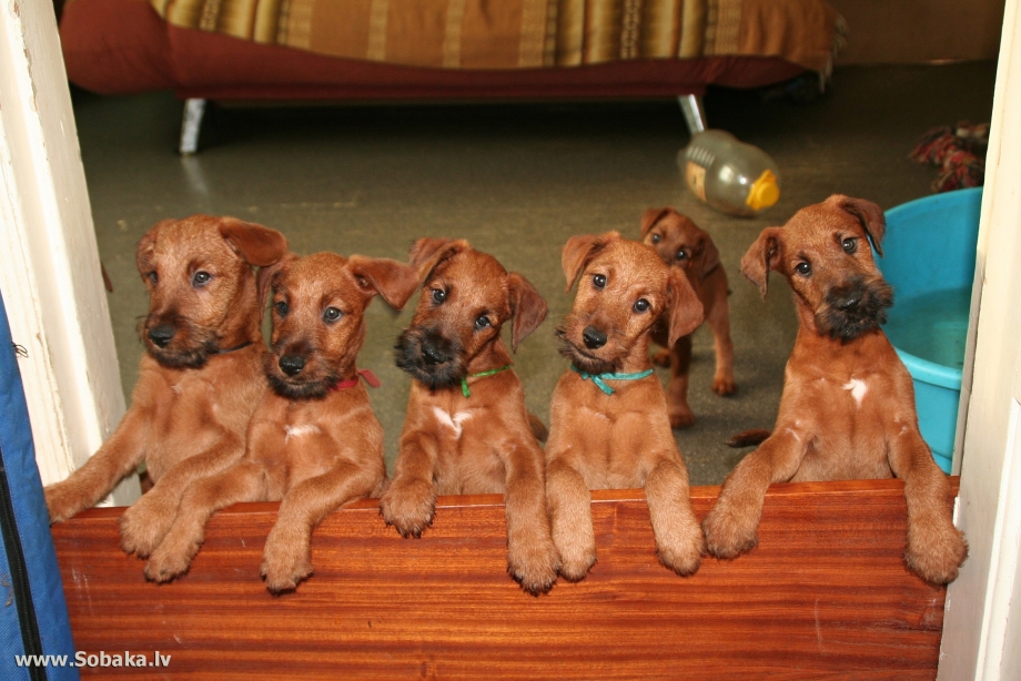 Ирландский терьер Irish Terrier