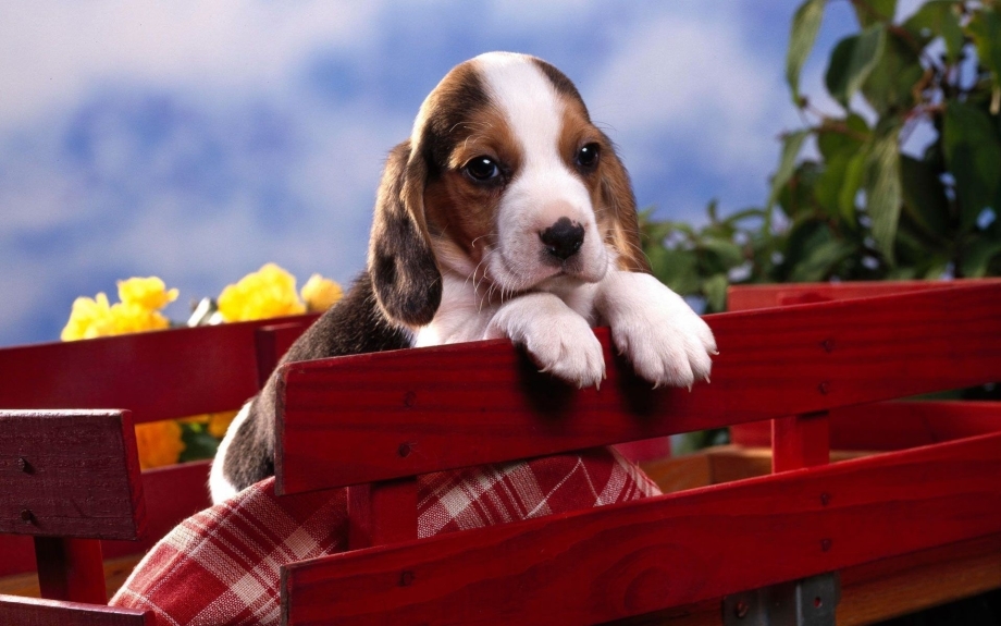 Beagle Puppies