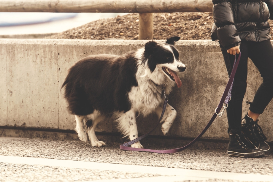 Dog Leash фильм 2012