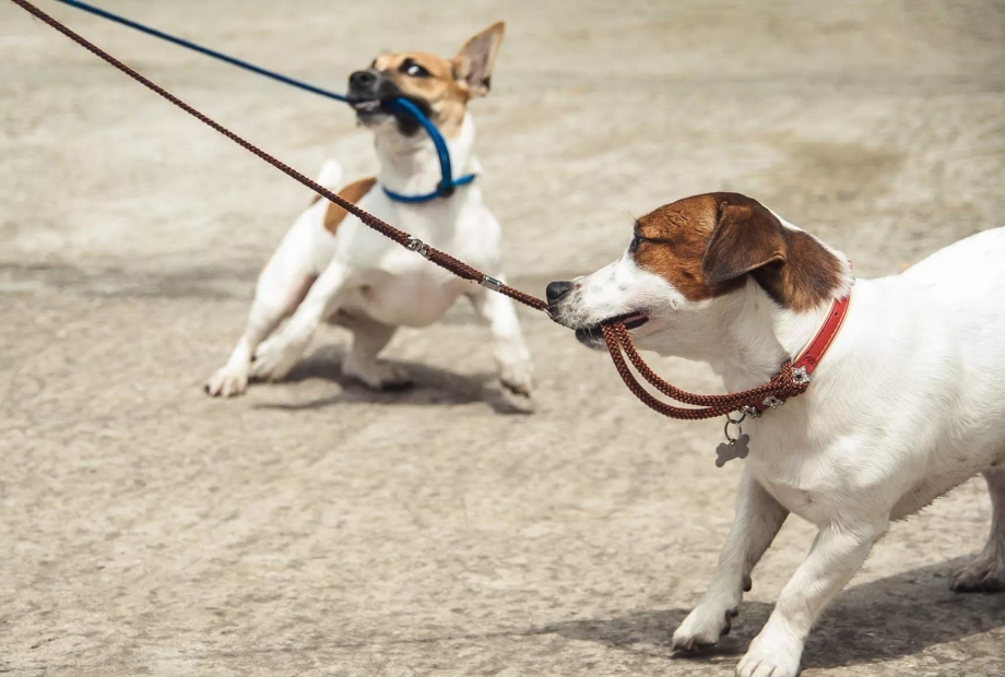 Дог-пуллинг (Dog-pulling)