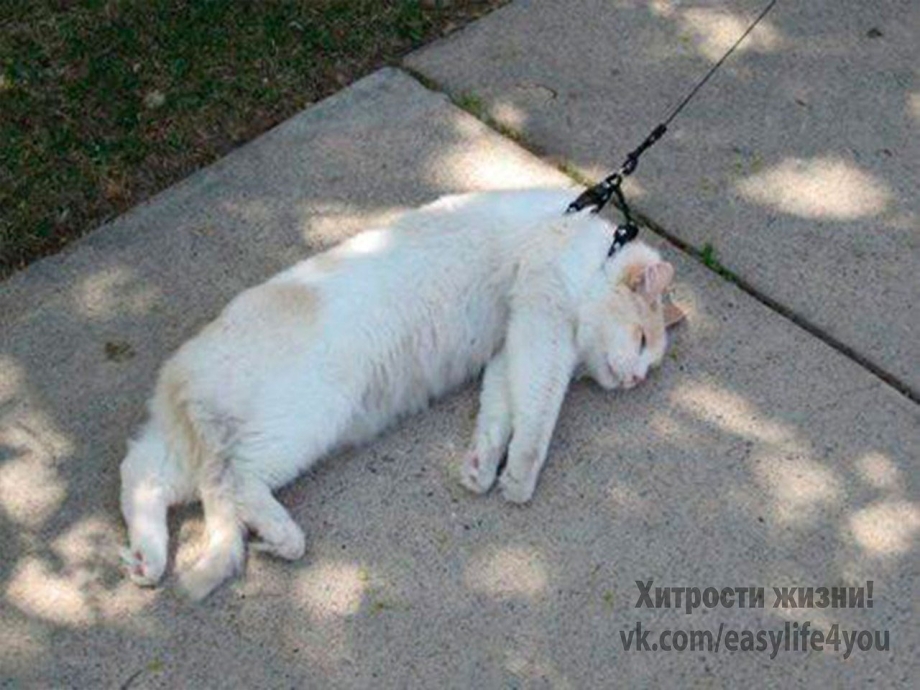 Дог-пуллинг (Dog-pulling)