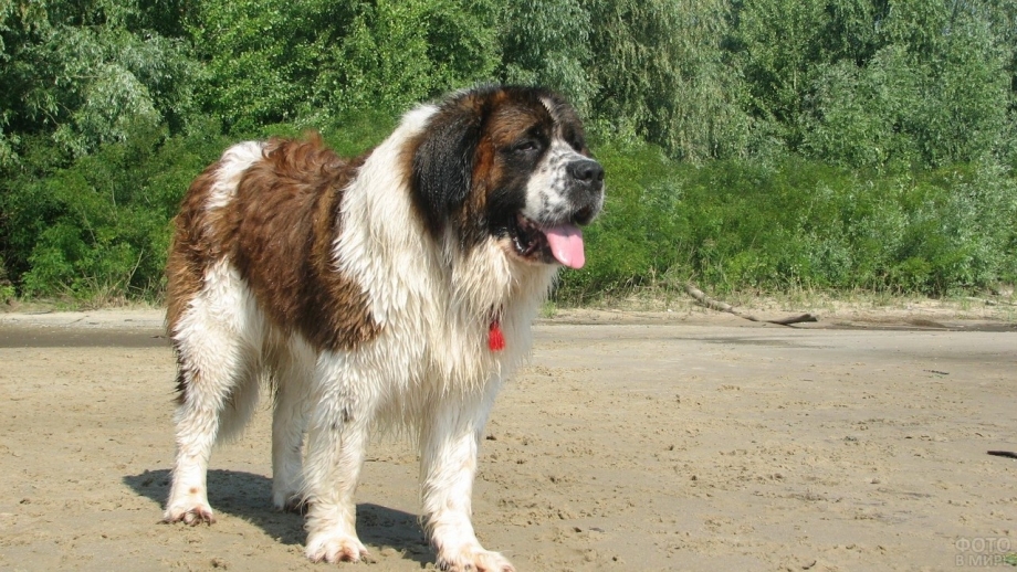 Drentse Patrijshond