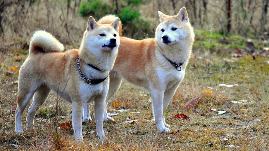 Японская лайка
