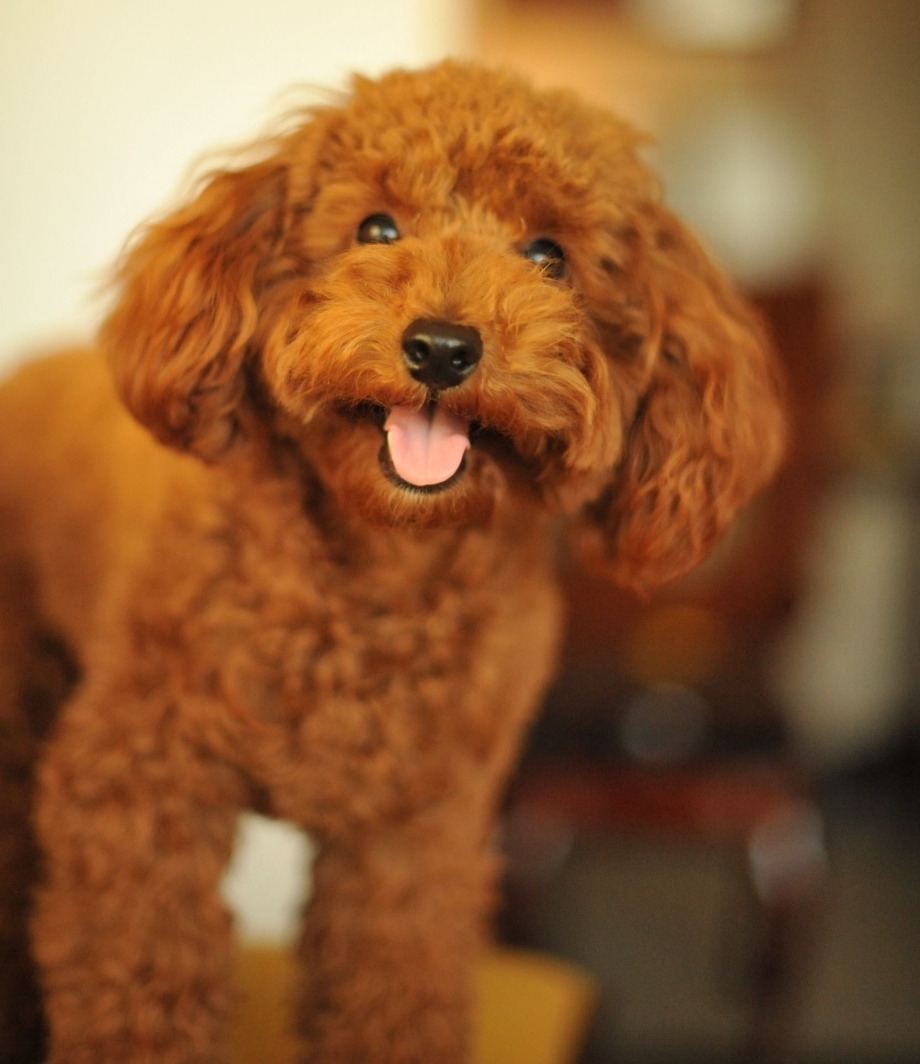 Toy Poodle собака