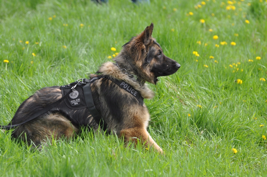 Щенки k9