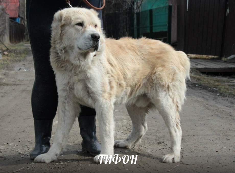 Алабай и Кавказская овчарка