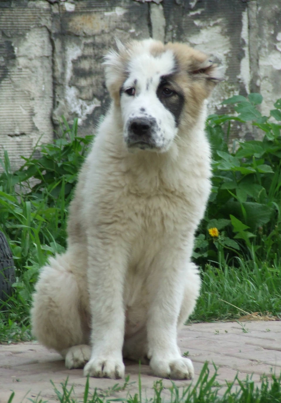 Кавказский алабай