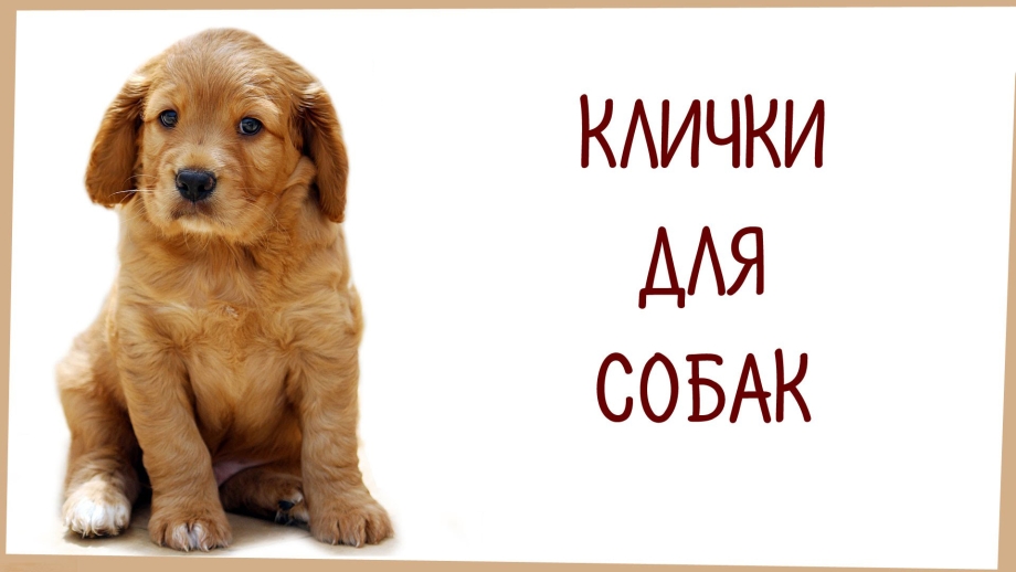 Имена для собак девочек
